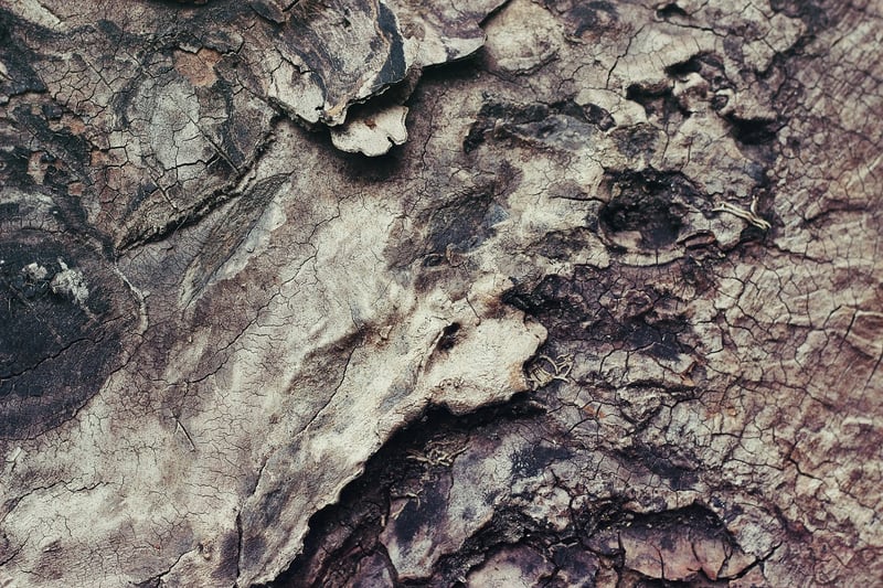 Tree Bark Textures