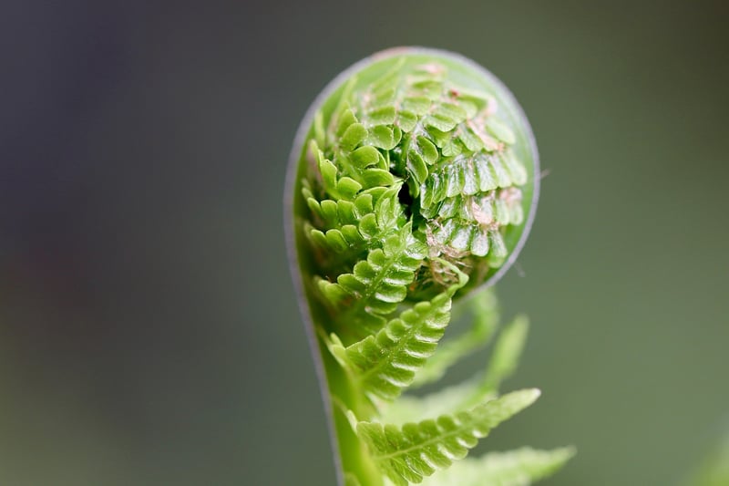 Fern leaves in a forest