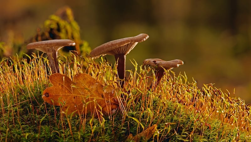 Moss-covered forest floor