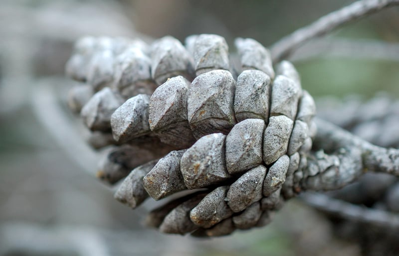 Pinecone Cake Design